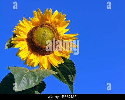 Girasole contro il luminoso cielo blu Foto Stock