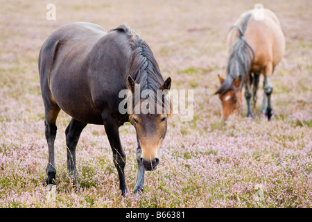 Due pony che pascolano nella nuova foresta, Inghilterra Foto Stock