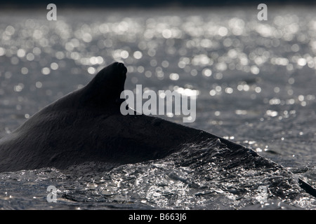 Stati Uniti d'America Alaska Balene Humpback Megaptera novaengliae sollevando la sua pinna dorsale mentre le immersioni in Frederick Sound Foto Stock