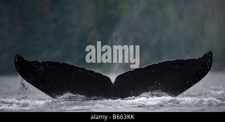 Stati Uniti d'America Alaska Humpback Whale Megaptera novaengliae solleva la coda mentre suona in Frederick Sound Foto Stock