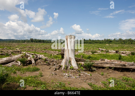 Recentemente naturale abbattuti gli alberi forestali disteso tra il nuovo impianto di olio di palma alberi su un olio piantagione di palme, Papua Nuova Guinea Foto Stock