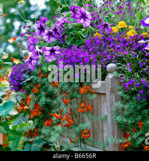 Estate piantato contenitore in legno Foto Stock