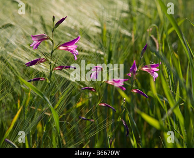 Gladiolus selvatici che crescono in un campo di orzo in Toscana Foto Stock