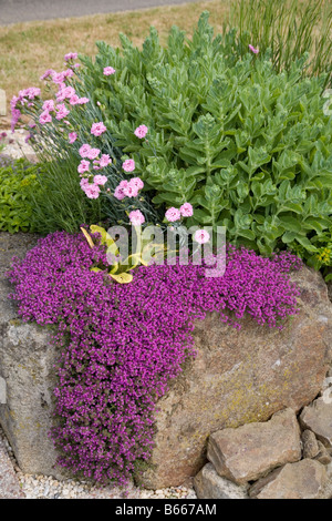 Lo spunto da fermi del timo in fiore che cresce in un letto giardino Foto Stock