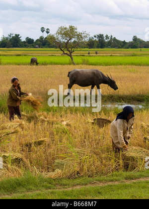 Gli agricoltori che lavorano la loro ricefields su Don Khong isola nel sud Laos Foto Stock