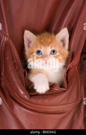 Sei settimane vecchio cucciolo nella tasca di una giacca di pelle Foto Stock