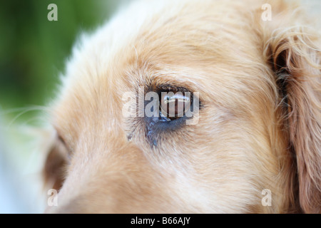 Maschio di Golden Retriever. Foto Stock