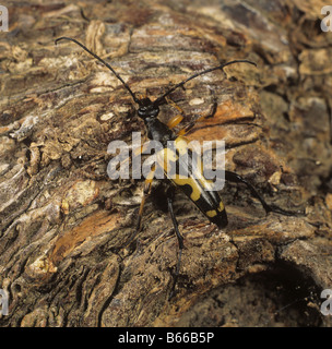 Un longhorn beetle Strangalia maculata adulto su legno Foto Stock