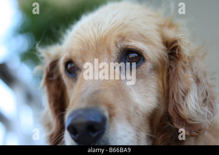 Maschio di Golden Retriever. Foto Stock