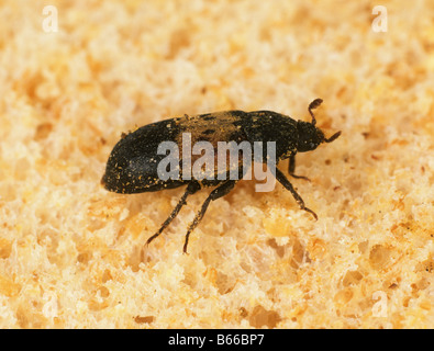 Dispensa beetle Dermestes lardarius store pest su pane Foto Stock