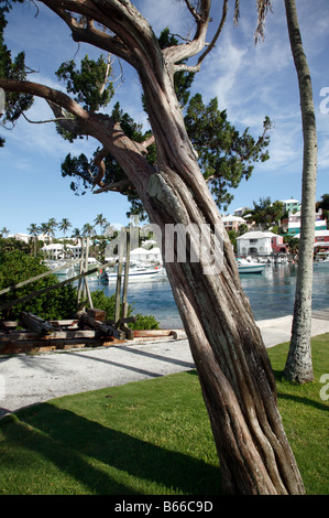 Colpo di Bermuda Cipro albero a Flatts villaggio vicino al Ponte Flatts, parrocchia di Hamilton, Bermuda Foto Stock