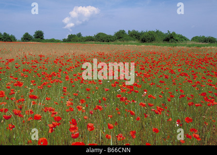 Elk165 2083 Francia Valle della Loira campo di coquelicots papaveri Foto Stock