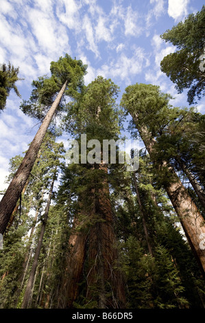 Redwoods lungo la costa della California Foto Stock