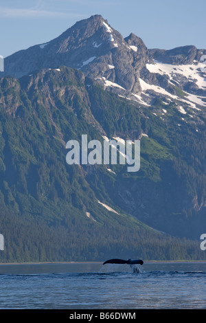 Stati Uniti d'America Alaska Humpback Whale Megaptera novaengliae solleva la coda mentre immersioni dalla superficie lungo lo stretto di Chatham Foto Stock