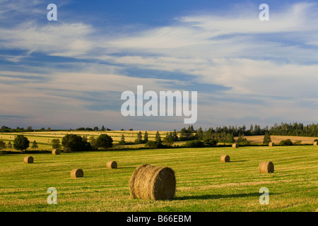 Le balle di paglia Cavendish Prince Edward Island Foto Stock