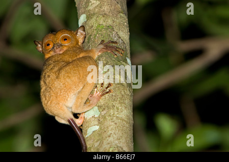 Western Tarsier (Tarsius bancanus) - fiume Kinabatangang, Sabah Borneo, Malaysia Foto Stock