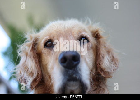 Maschio di Golden Retriever. Foto Stock