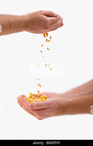 L'uomo versando il grano per altri mans mani Foto Stock