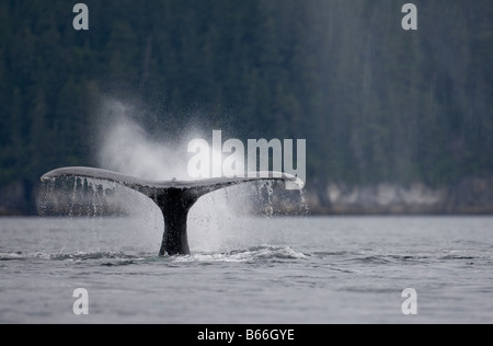 Stati Uniti d'America Alaska Humpback Whale Megaptera novaengliae sollevando la coda mentre suona in Chatham stretto Foto Stock