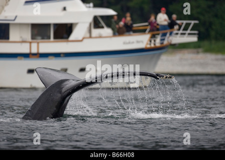 Stati Uniti d'America Alaska turisti nave da crociera MV Alaskan Storia approcci Megattere Megaptera novaengliae nuoto in Chatham stretto Foto Stock