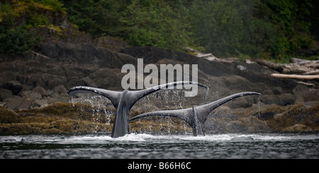 Stati Uniti d'America Alaska Balene Humpback Megaptera novaengliae aumentando la loro coda trematodi adulti durante le immersioni in Chatham stretto Foto Stock