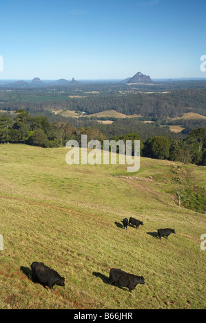 Vista su vacche terreni e casa di vetro montagne da Maleny Sunshine Coast di Queensland in Australia Foto Stock