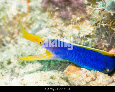 Nastro blu maschio Anguilla Rhinomuraena quaesita (m) Foto Stock