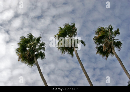 3 palme della California in fila Foto Stock