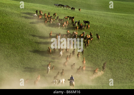 Praterie pastore a cavallo le catture a cavallo con corda e pole urga Xilinhot Inner Mongolia Cina Foto Stock