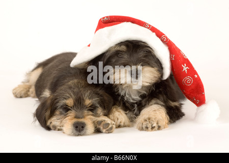 Due adorabili cuccioli fratelli e santa hat isolato Foto Stock