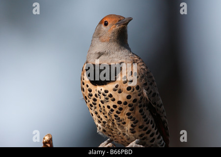 Northern Flicker Colaptes auratus close up di testa e la parte superiore del corpo in giardino a Nanaimo Isola di Vancouver BC nel mese di ottobre Foto Stock