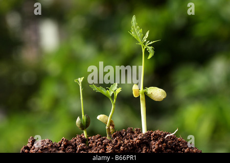 Tre alberelli Foto Stock