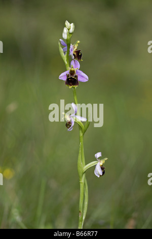 Hummelragwurz Ragwurz Orchidee Ophrys holoserica Foto Stock