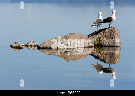Due gabbiani arroccata su una roccia nel Lago Nahuel Huapi vicino a Bariloche in Argentina il distretto dei laghi Foto Stock