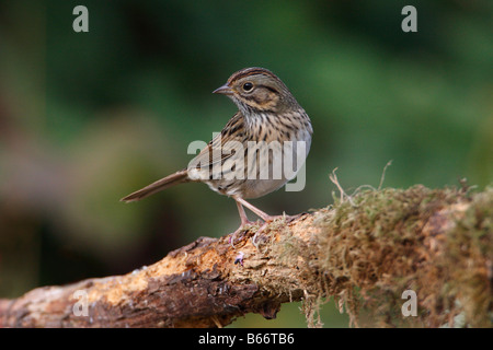 Lincoln è Sparrow Melospiza lincolnii arroccato su moss ramo coperto in giardino a Nanaimo Vancouver Island in Ottobre Foto Stock