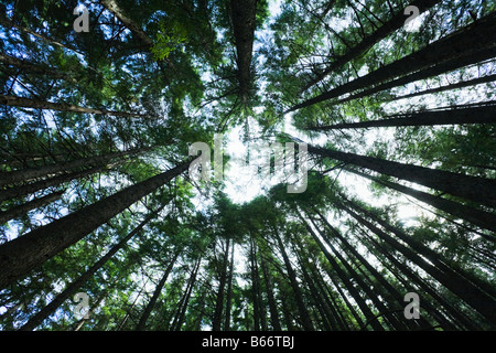 Vista guardando dritto fino a un accesso precedentemente forest Foto Stock