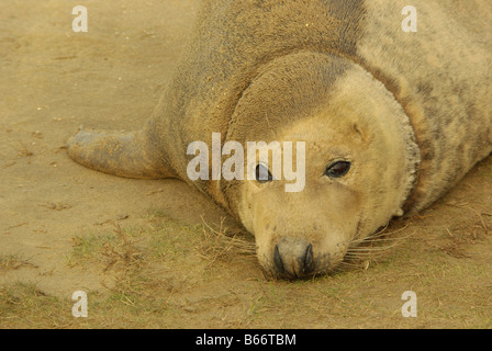 In prossimità di una guarnizione grigio Foto Stock