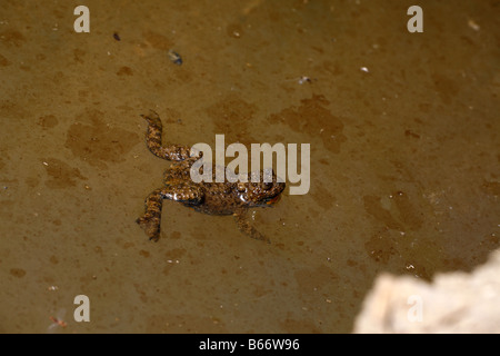 Ventre giallo Toad Bombina variegata vicino Koprivshtitza Foto Stock