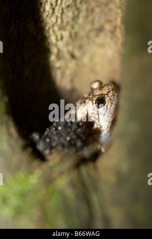 Foro albero di rana (sundana Metaphrynella) - Borneo , Malaysia Foto Stock