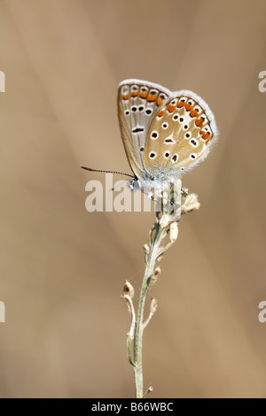 Blu comune Polyommatus icarus femmina a riposo vicino Krumovgrad Foto Stock