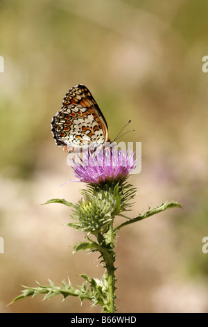 Avvistato Fritillary Melitaea didyma nella gola di Trigrad Bulgaria Foto Stock