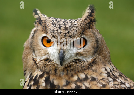 Il faraone Gufo Reale Bubo ascalaphus nel display in cattività Foto Stock