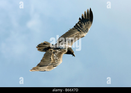 Gipeto , Gypaetus barbatus , flying Foto Stock