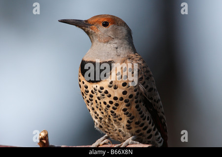 Northern Flicker Colaptes auratus close up di testa e la parte superiore del corpo in giardino a Nanaimo Isola di Vancouver BC nel mese di ottobre Foto Stock