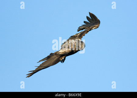 Gipeto , Gypaetus barbatus , flying Foto Stock