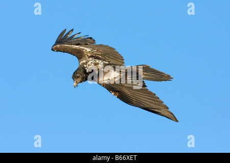 Gipeto , Gypaetus barbatus , flying Foto Stock