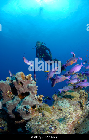 Subacqueo e il creolo tordi Clepticus parrai Mar dei Caraibi Curacao Foto Stock