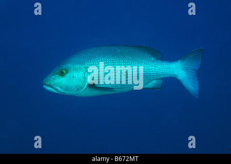 Reef Red Snapper Lutjanus bohar Marsa Alam Red sea Egypt Foto Stock