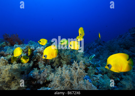 Limone Butterflyfishes Chaetodon semilarvatus Marsa Alam Red sea Egypt Foto Stock