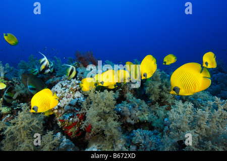 Limone Butterflyfishes Chaetodon semilarvatus Marsa Alam Red sea Egypt Foto Stock